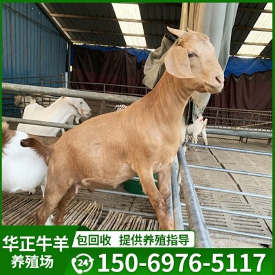 南疆黄羊亚洲黄羊纯种江南黄羊种公羊南江黄羊的羊苗哪里可以买到图4