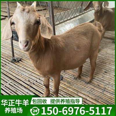 南疆黄羊亚洲黄羊纯种江南黄羊种公羊南江黄羊的羊苗哪里可以买到图2