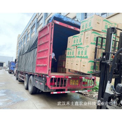 绿壳鸡蛋初生蛋散养乌鸡蛋420枚装整箱量大从优批发图5