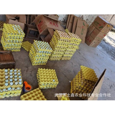 绿壳鸡蛋初生蛋散养乌鸡蛋420枚装整箱量大从优批发图4