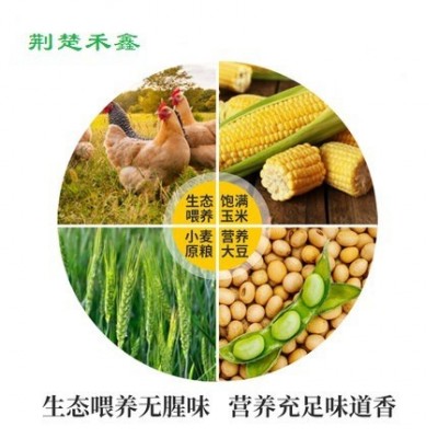 绿壳鸡蛋初生蛋散养乌鸡蛋420枚装整箱量大从优批发图2