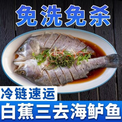 海鲈鱼整条新鲜三去开背珠海白蕉鲈鱼鲜活冷冻海捕鱼类海鲜烧烤鱼图2
