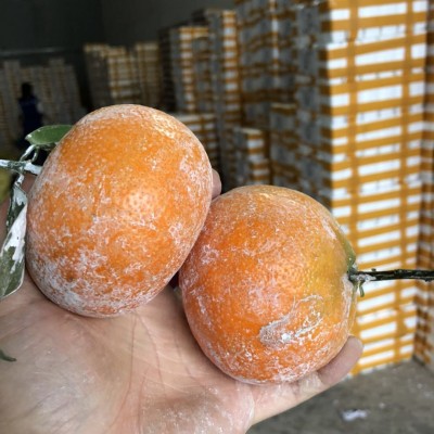 广西武鸣茂谷柑网红脏脏橘柑橘子石灰柑柑新鲜应季水果一件代发图2