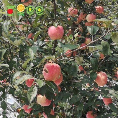 山东烟台红富士甜苹果好新鲜大苹果脆甜可口水果条纹红净5斤苹果图4