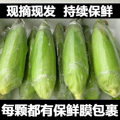 广西新鲜白糯牛奶玉米10斤当季现摘嫩苞谷代餐甜糯玉米棒子包邮图4