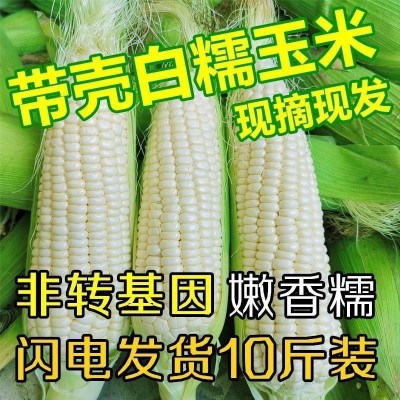 广西新鲜白糯牛奶玉米10斤当季现摘嫩苞谷代餐甜糯玉米棒子包邮图5