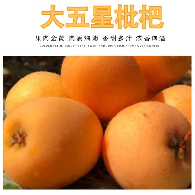 一件代发四川新鲜枇杷攀枝花米易草场当季水果枇杷新鲜五星枇杷图2