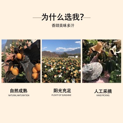一件代发四川新鲜枇杷攀枝花米易草场当季水果枇杷新鲜五星枇杷图3