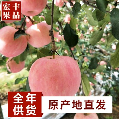 新下霜果滋红富士苹果山东烟台栖霞当季脆甜冰糖心脆甜包邮送礼年图2