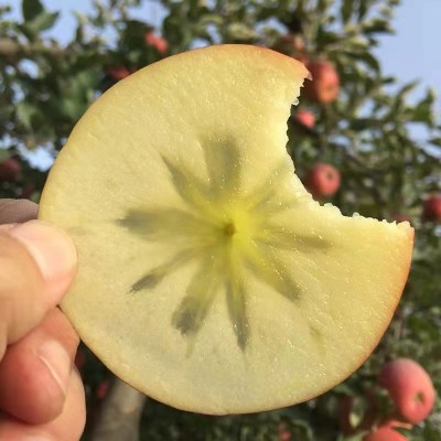 新疆阿克苏苹果冰糖糖心苹果新鲜现摘孕妇可口水果酸甜多汁一件发图2