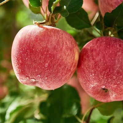 新疆阿克苏苹果冰糖糖心苹果新鲜现摘孕妇可口水果酸甜多汁一件发图4