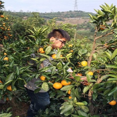 涌泉蜜桔台州临海黄岩无核橘子新鲜水果浙江特产6个装爆汁包邮图2