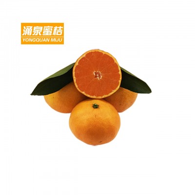 涌泉蜜桔台州临海黄岩无核橘子新鲜水果浙江特产3斤装一件代发图2