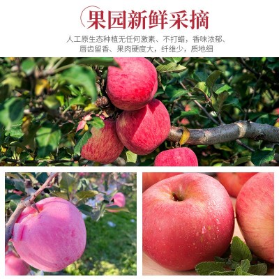 2022年苹果新鲜脆甜烟台栖霞水果苹果红富士当季平果整箱包邮5斤图3
