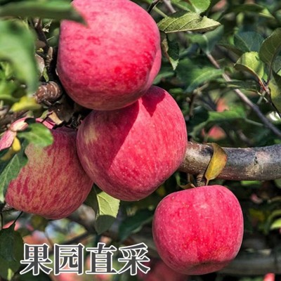 【全年供应】山东烟台红富士苹果生鲜水果新鲜应季脆甜整箱批发图3