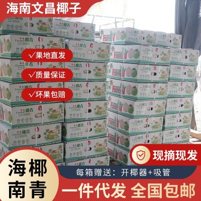 全年款】海南文昌椰子批发新鲜椰青时令水果非香水椰9个包邮图2