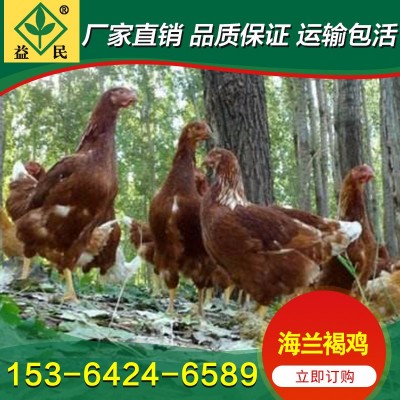 孵化厂供应 海兰褐鸡苗 海兰灰鸡苗 产蛋高 打疫苗图2
