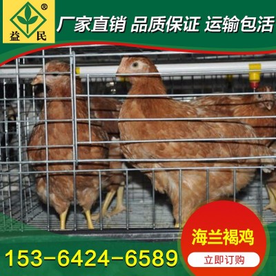 孵化厂供应 海兰褐鸡苗 海兰灰鸡苗 产蛋高 打疫苗图3