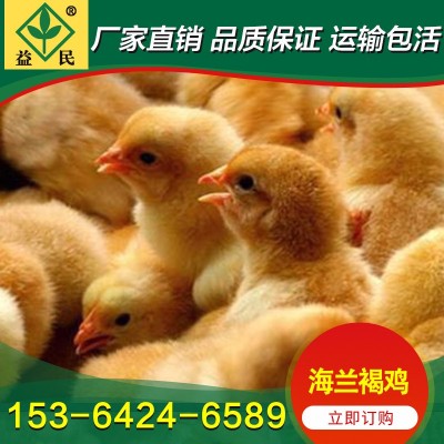 孵化厂供应 海兰褐鸡苗 海兰灰鸡苗 产蛋高 打疫苗图5
