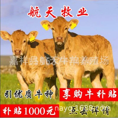 云南文山肉牛养殖场 富宁县肉牛价格 马关县肉牛养殖技术免费运输图2