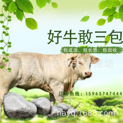 云南文山肉牛养殖场 富宁县肉牛价格 马关县肉牛养殖技术免费运输图3