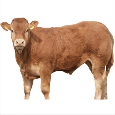 云南文山肉牛养殖场 富宁县肉牛价格 马关县肉牛养殖技术免费运输图5