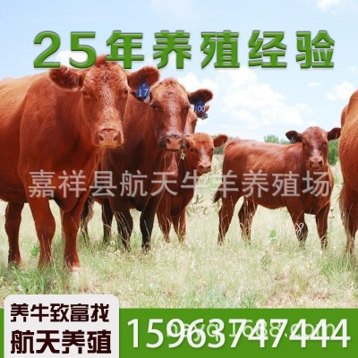 云南文山肉牛养殖场 富宁县肉牛价格 马关县肉牛养殖技术免费运输图4