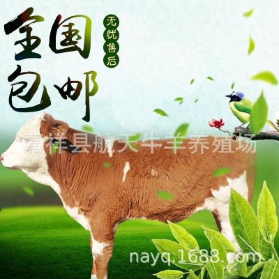 纯种西门塔尔牛牛犊 改良肉牛犊 鲁西黄牛活体牛犊 广西养牛场图2
