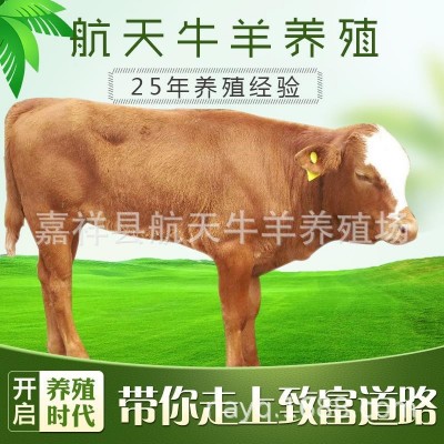 纯种西门塔尔牛牛犊 改良肉牛犊 鲁西黄牛活体牛犊 广西养牛场图4