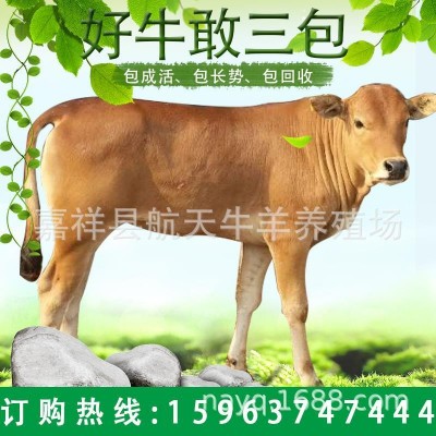 纯种西门塔尔牛牛犊 改良肉牛犊 鲁西黄牛活体牛犊 广西养牛场图3