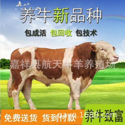 小牛犊多少钱一头 活牛批发出售 改良肉牛 4个月鲁西黄牛市场价格图3