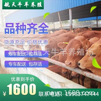 小牛犊多少钱一头 活牛批发出售 改良肉牛 4个月鲁西黄牛市场价格图2