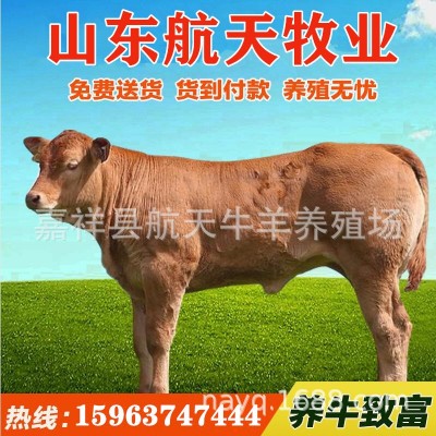 小牛犊多少钱一头 活牛批发出售 改良肉牛 4个月鲁西黄牛市场价格图4