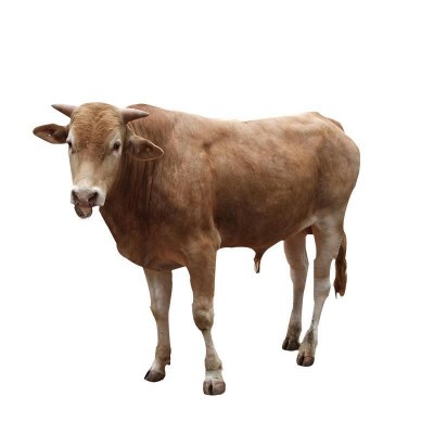 小牛犊多少钱一头 活牛批发出售 改良肉牛 4个月鲁西黄牛市场价格图5