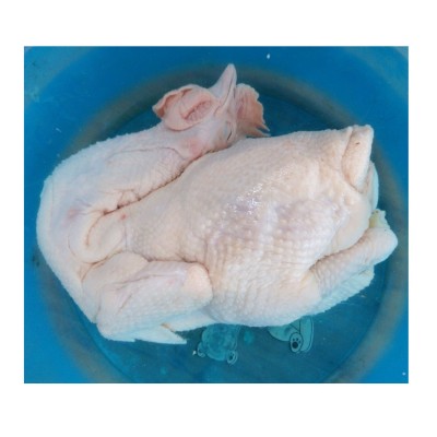 文昌鸡海南特产饲养120至130天现杀生鲜鸡肉整只鸡椰子鸡火锅食材图3