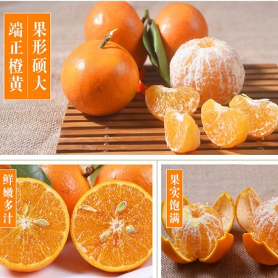 广西特产有机水果有机沃柑橘子新鲜多汁果园现摘整箱5斤起批发图3