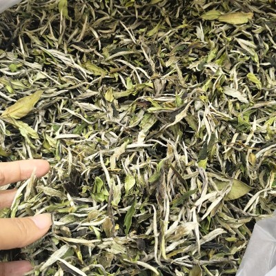 2022年福鼎新茶白茶花香一级白牡丹散茶明前高山春茶茶叶厂家批发图4