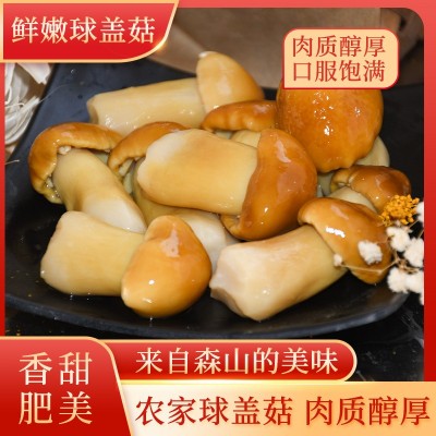 盐水蘑菇厂家直销新鲜大球盖菇姬松茸肉厚肥美火锅巴西菇散装切块图3