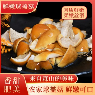 盐水蘑菇厂家直销新鲜大球盖菇姬松茸肉厚肥美火锅巴西菇散装切块图4