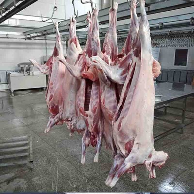 内蒙古锡盟羔羊肉绿爱全羊白条生羊肉新鲜整只烧烤食材厂家批发图2
