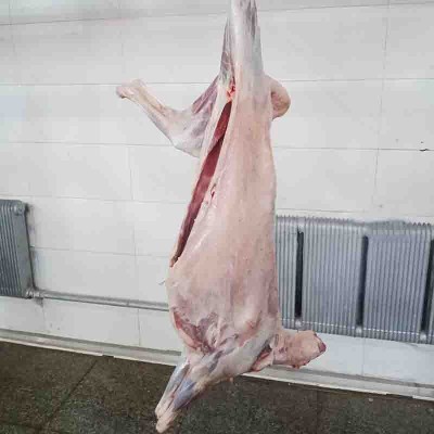内蒙古锡盟羔羊肉绿爱全羊白条生羊肉新鲜整只烧烤食材厂家批发图4