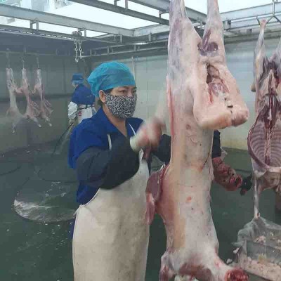 内蒙古锡盟羔羊肉绿爱全羊白条生羊肉新鲜整只烧烤食材厂家批发图3