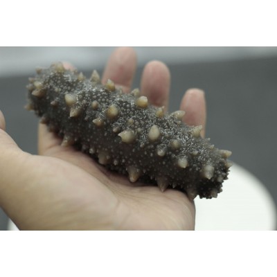 北禾水产工厂现货冷冻鲜食非淡干 5-13头500克长岛鲜食即食海参图2
