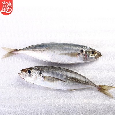 海鲜批发 东山巴浪鱼500g冷冻发货 产地货源冷冻海鲜代发分销图4