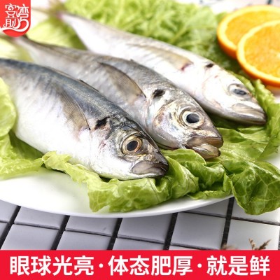 海鲜批发 东山巴浪鱼500g冷冻发货 产地货源冷冻海鲜代发分销图2