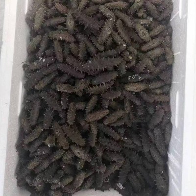 源厂直供大火海参大火半干海参佛跳墙原料口感脆嫩有韧性个大肉厚图5