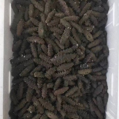源厂直供大火海参大火半干海参佛跳墙原料口感脆嫩有韧性个大肉厚图2