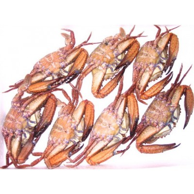 活冻黑虎蟹 黑蟹 石蟹，源于深海，肥美多肉,美味实惠图4