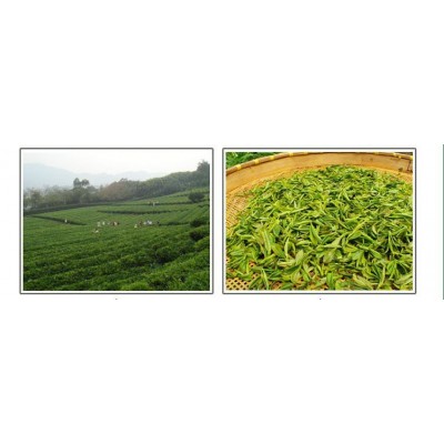 厂家直供 2023年春茶日照绿茶 茶叶 包装 量大实惠 北方绿茶图2