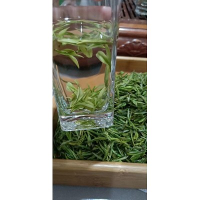 早春黄金芽批发凤型白茶绿茶散装茶叶源产地批发浓香耐泡图4